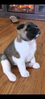 AKC Gypsy's BONNIE, a female Akita for sale in Bidwell, OH – 3 of 10