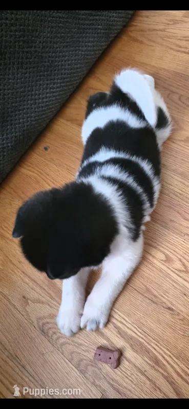 AKC Gypsy's SALLY – Akita puppy for sale in Bidwell, OH
