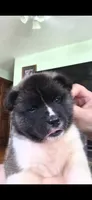 AKC Gypsy's BLAZE, a female Akita for sale in Bidwell, OH – 2 of 10