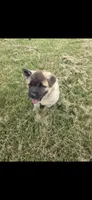Sheba, a female Akita for sale in Bidwell, OH – 3 of 9