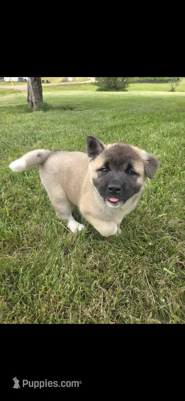 Sheba – Akita puppy for sale in Bidwell, OH
