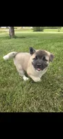 Sheba, a female Akita for sale in Bidwell, OH – 1 of 9
