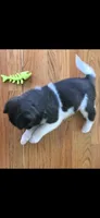 AKC Gypsy's KUMA, a male Akita for sale in Bidwell, OH – 10 of 10