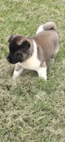 Hook, a male Akita for sale in Bidwell, OH – 9 of 10