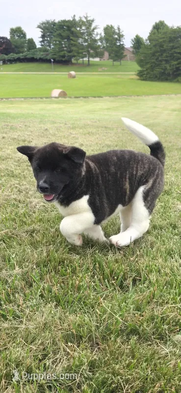 Cleo – Akita puppy for sale in Bidwell, OH