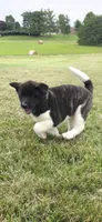 Cleo, a female Akita for sale in Bidwell, OH – 1 of 10