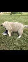 Foxy, a female Akita for sale in Bidwell, OH – 2 of 10