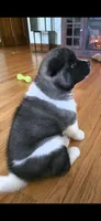 AKC Gypsy's BLAZE, a female Akita for sale in Bidwell, OH – 5 of 10