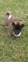 Loki, a male Akita for sale in Bidwell, OH – 2 of 10