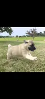 Foxy, a female Akita for sale in Bidwell, OH – 6 of 10