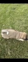 Thor, a male Akita for sale in Bidwell, OH – 3 of 8