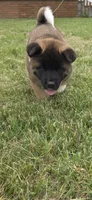 Loki, a male Akita for sale in Bidwell, OH – 6 of 10