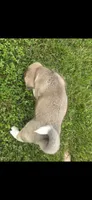 Thor, a male Akita for sale in Bidwell, OH – 5 of 8