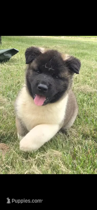 Hook – Akita puppy for sale in Bidwell, OH