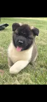 Hook, a male Akita for sale in Bidwell, OH – 1 of 10