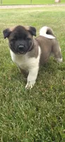 Apollo, a male Akita for sale in Bidwell, OH – 5 of 8
