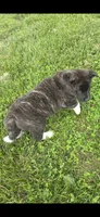Skye, a female Akita for sale in Bidwell, OH – 6 of 6