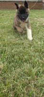 Loki, a male Akita for sale in Bidwell, OH – 7 of 10