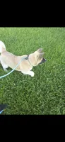 Chance, a male Akita for sale in Bidwell, OH – 2 of 9