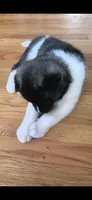 AKC Gypsy's BLAZE, a female Akita for sale in Bidwell, OH – 9 of 10
