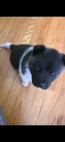 AKC Gypsy's KUMA, a male Akita for sale in Bidwell, OH – 8 of 10