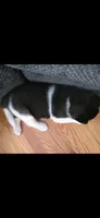 AKC Gypsy's KUMA, a male Akita for sale in Bidwell, OH – 9 of 10