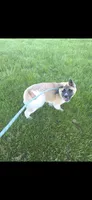 Chance, a male Akita for sale in Bidwell, OH – 8 of 9