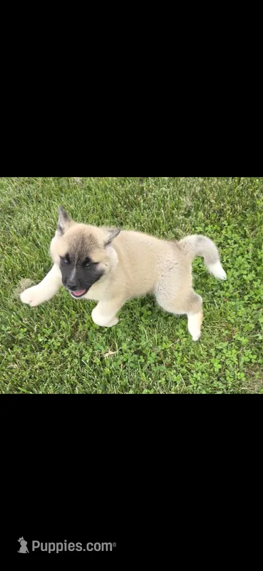 Foxy – Akita puppy for sale in Bidwell, OH