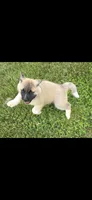 Foxy, a female Akita for sale in Bidwell, OH – 1 of 10