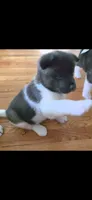 AKC Gypsy's KUMA, a male Akita for sale in Bidwell, OH – 5 of 10