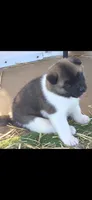 AKC Gypsy's BONNIE, a female Akita for sale in Bidwell, OH – 5 of 10