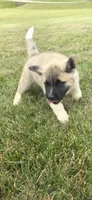 Foxy, a female Akita for sale in Bidwell, OH – 3 of 10