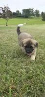 Thor, a male Akita for sale in Bidwell, OH – 6 of 8