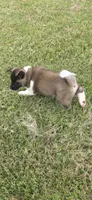 Apollo, a male Akita for sale in Bidwell, OH – 8 of 8