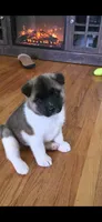 AKC Gypsy's BONNIE, a female Akita for sale in Bidwell, OH – 1 of 10