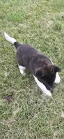 Cleo, a female Akita for sale in Bidwell, OH – 9 of 10