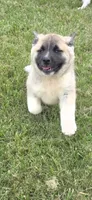 Foxy, a female Akita for sale in Bidwell, OH – 7 of 10