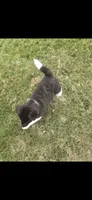 Odin, a male Akita for sale in Bidwell, OH – 3 of 10