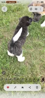 Cleo, a female Akita for sale in Bidwell, OH – 7 of 10