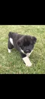 Odin, a male Akita for sale in Bidwell, OH – 9 of 10