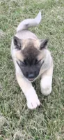 Sheba, a female Akita for sale in Bidwell, OH – 9 of 9