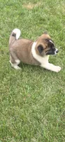 Goliath, a male Akita for sale in Bidwell, OH – 5 of 9