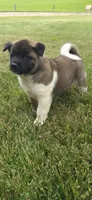 Apollo, a male Akita for sale in Bidwell, OH – 7 of 8