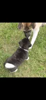 Odin, a male Akita for sale in Bidwell, OH – 2 of 10