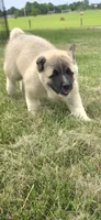 Foxy, a female Akita for sale in Bidwell, OH – 10 of 10
