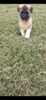 Thor, a male Akita for sale in Bidwell, OH – 8 of 8