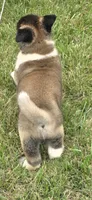 Hook, a male Akita for sale in Bidwell, OH – 6 of 10