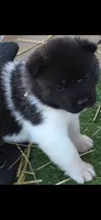 AKC Gypsy's KUMA, a male Akita for sale in Bidwell, OH – 2 of 10