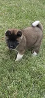 Loki, a male Akita for sale in Bidwell, OH – 4 of 10