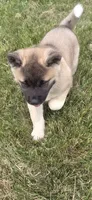Sheba, a female Akita for sale in Bidwell, OH – 6 of 9